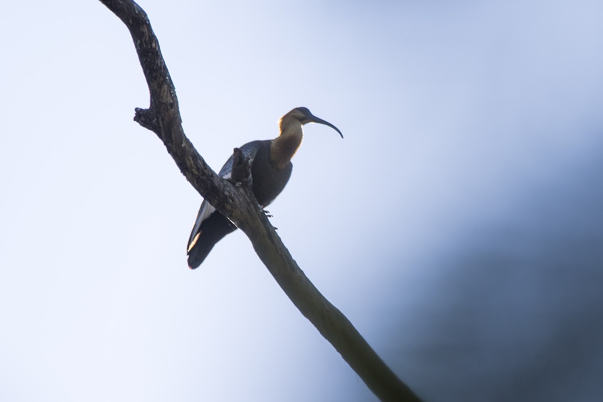 Buff-necked Ibis - ML107082611