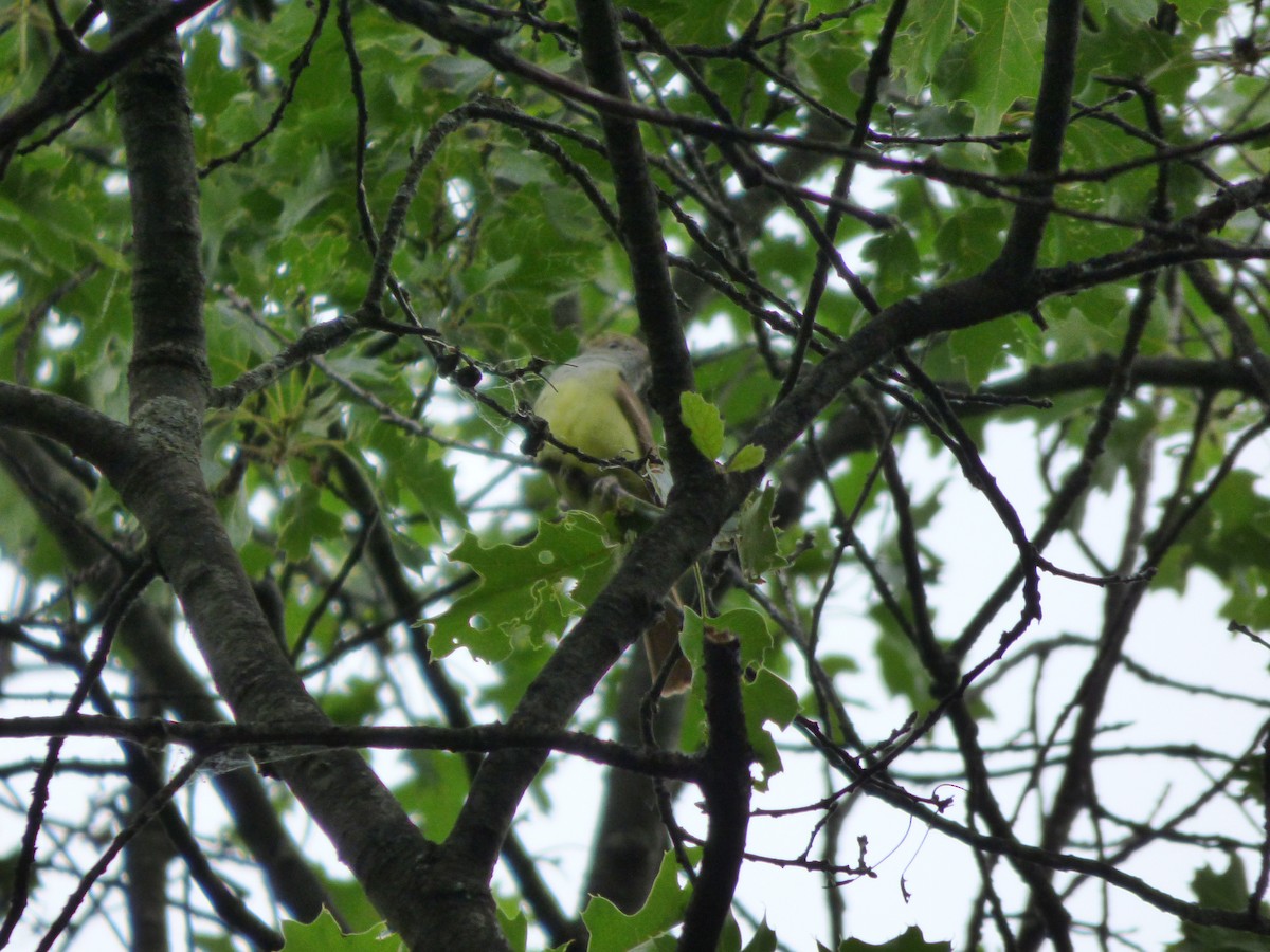 Great Crested Flycatcher - ML107082631
