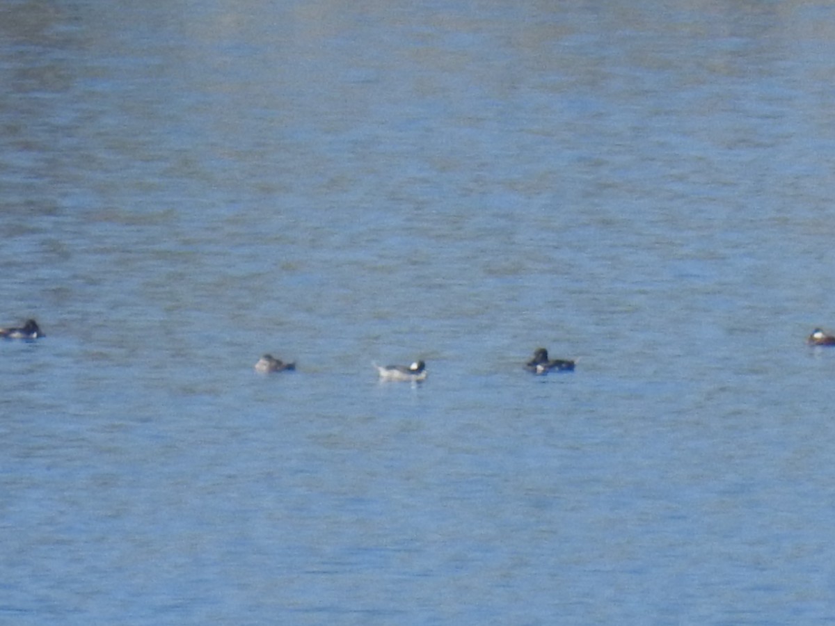 Ring-necked Duck - ML107083081