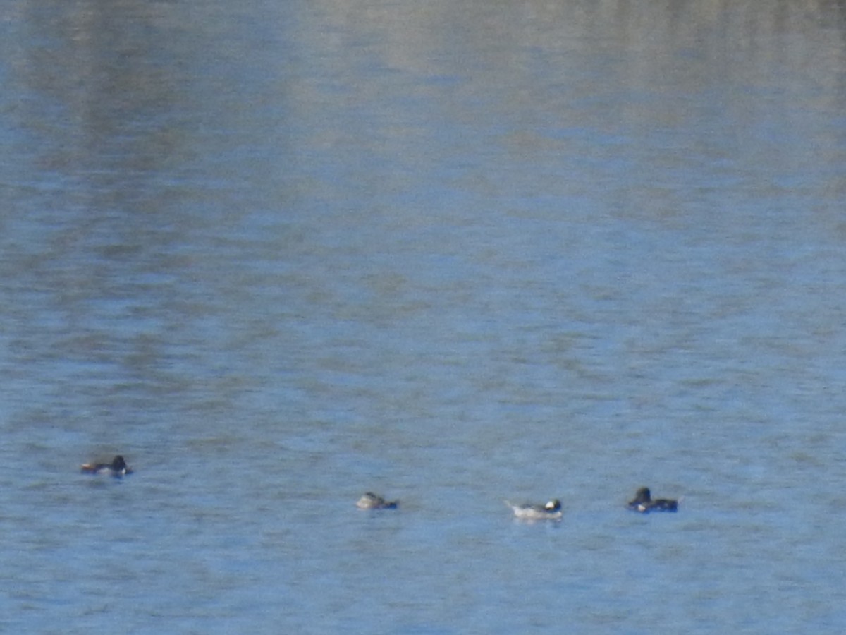 Ring-necked Duck - ML107083111