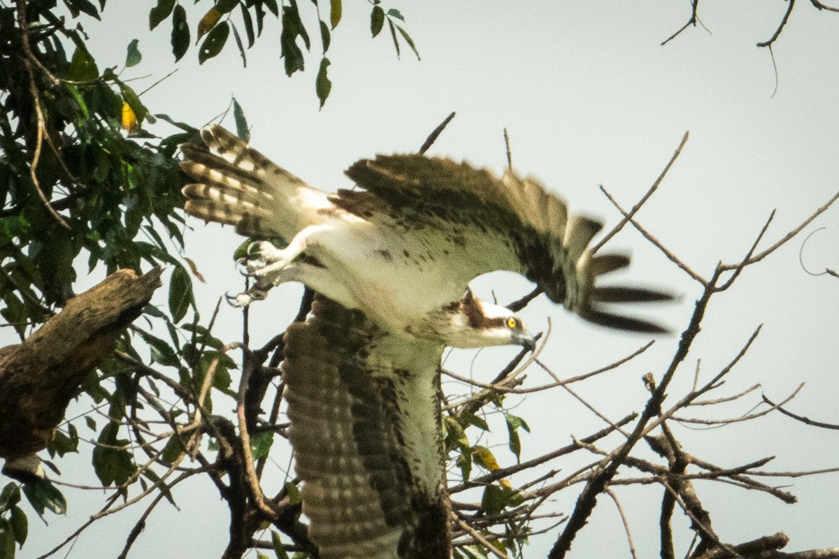 Osprey - ML107086221