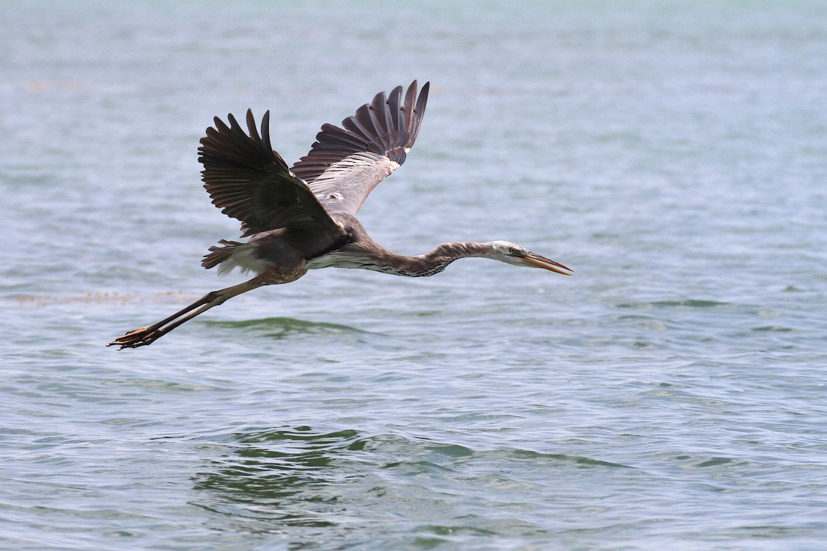 Great Blue Heron (Wurdemann's) - Alex Lamoreaux