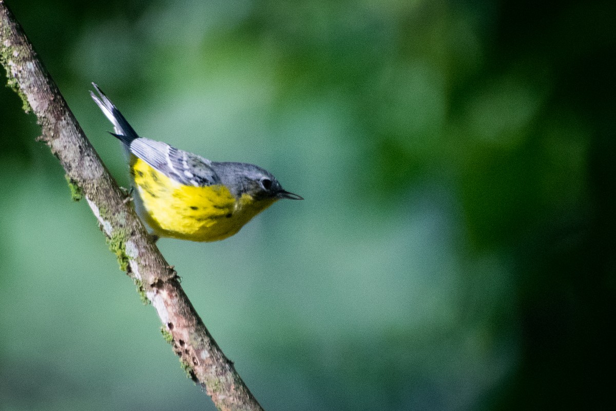 Magnolia Warbler - ML107086841