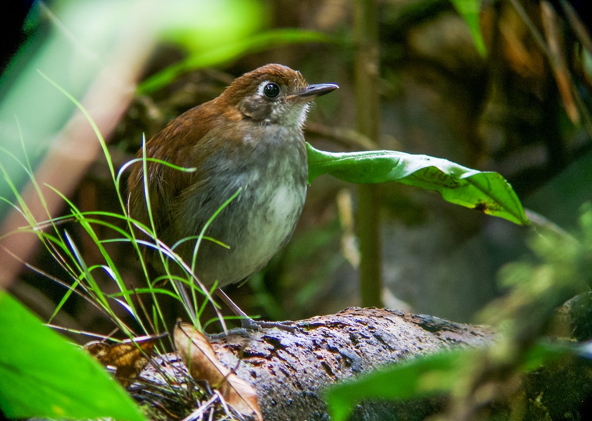 Tepui Antpitta - ML107088671