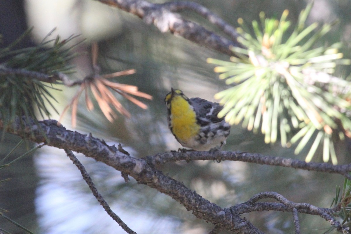 Grace Ötleğeni - ML107088961