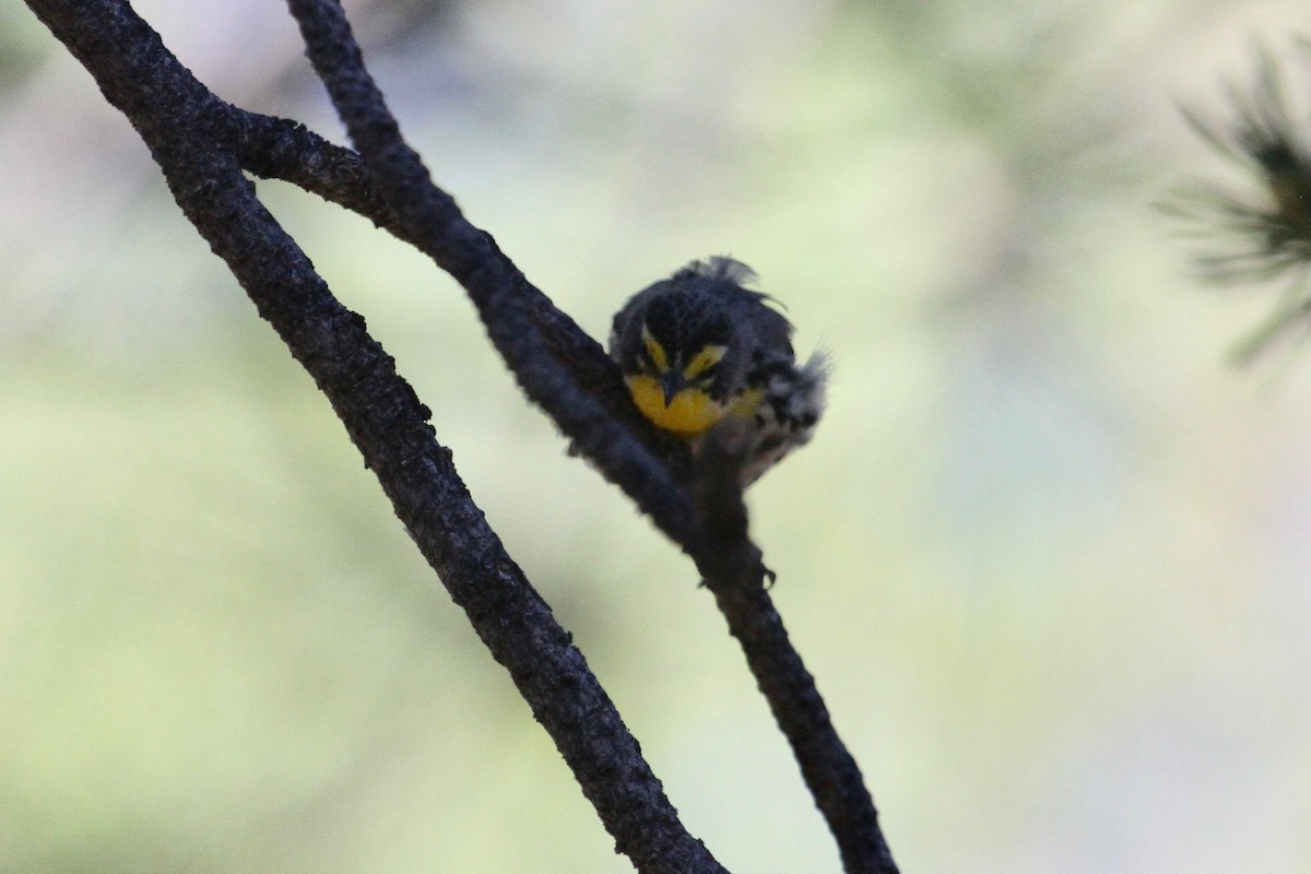 Grace Ötleğeni - ML107088981