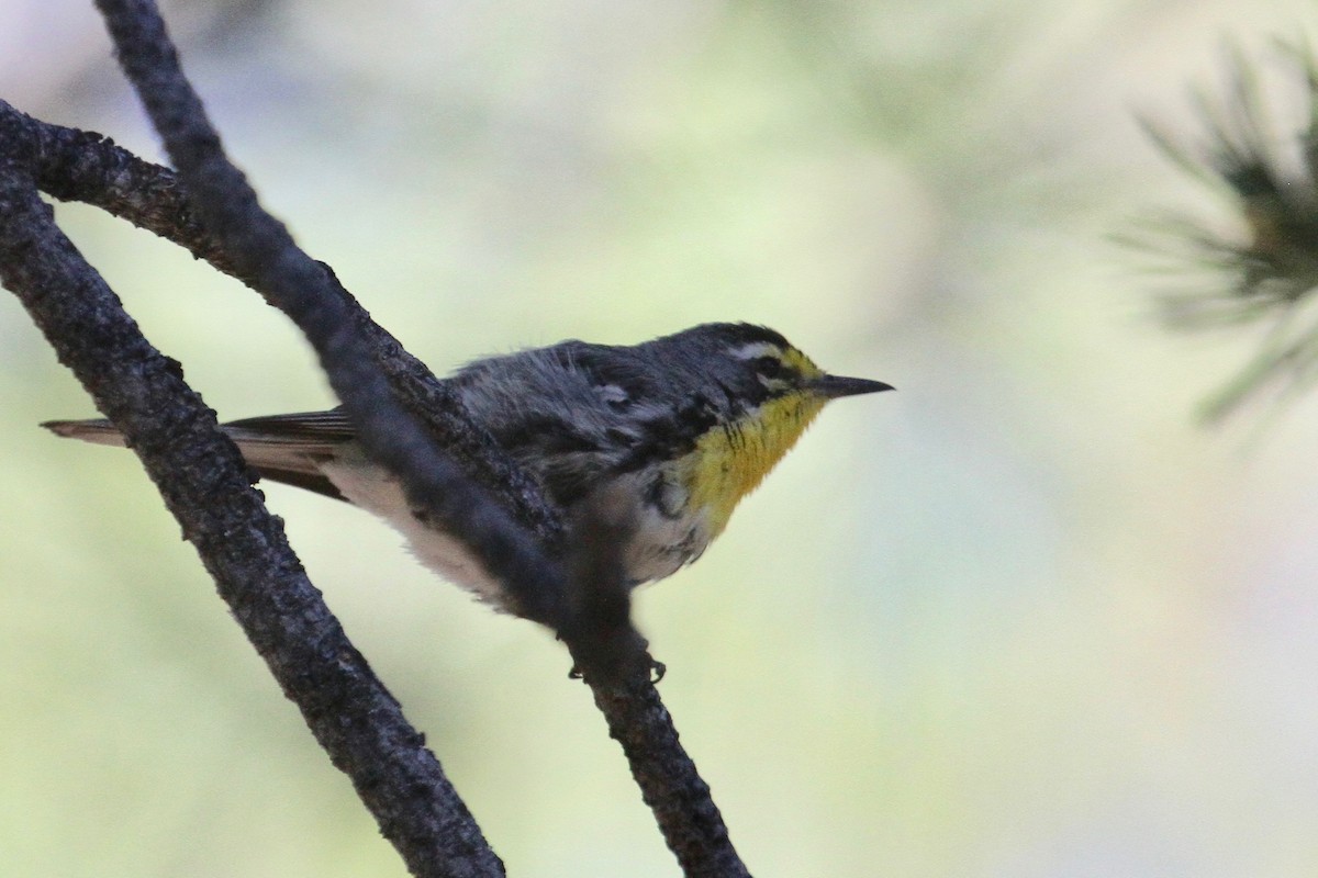 Grace Ötleğeni - ML107088991