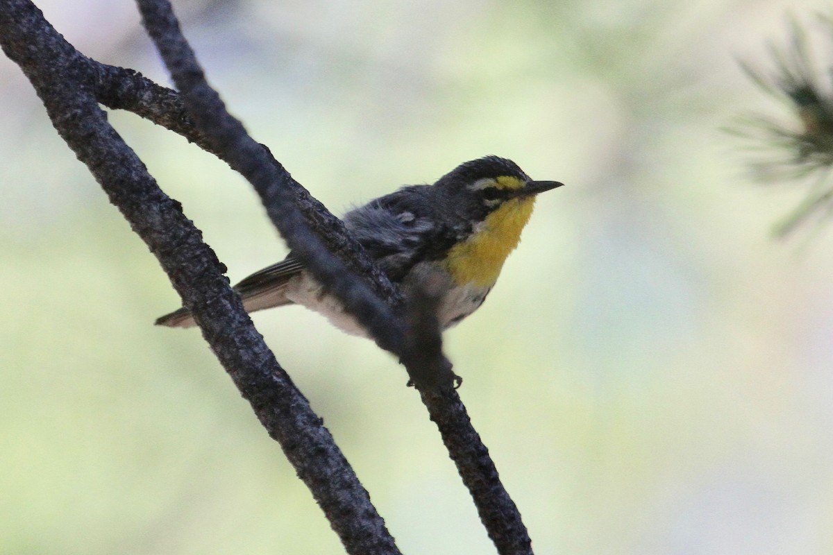 Grace Ötleğeni - ML107089011