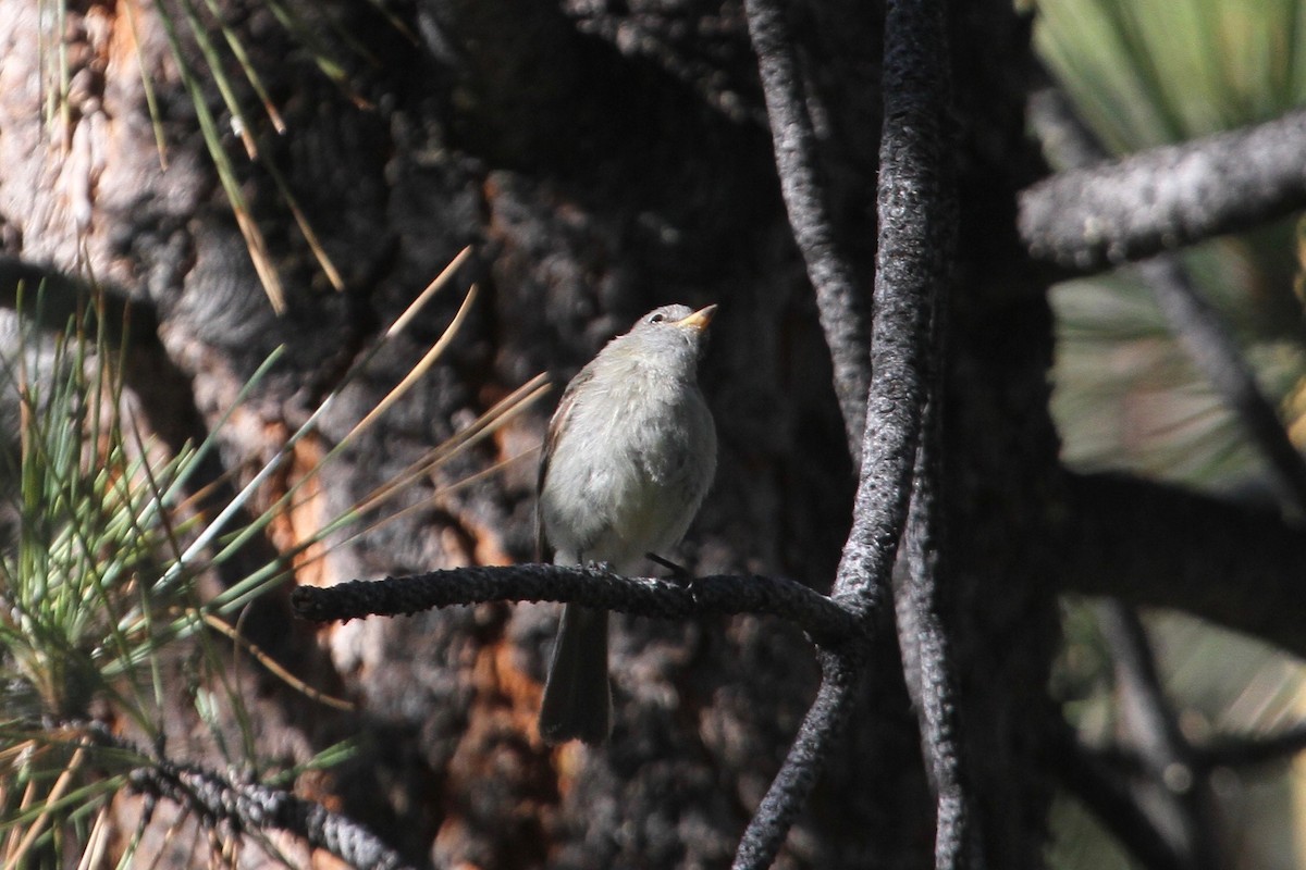 Wright Sinekkapanı - ML107089041