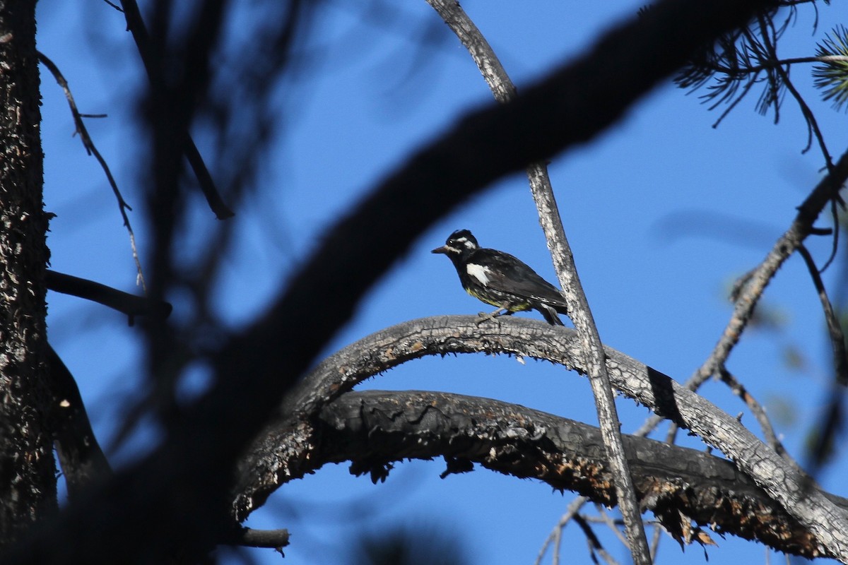 Williamson Ağaçkakanı - ML107089111