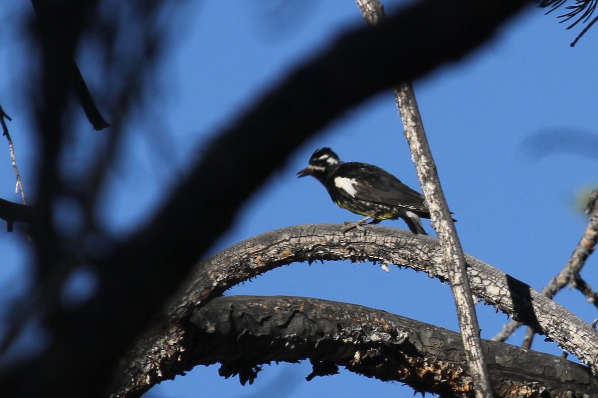 Williamson Ağaçkakanı - ML107089121