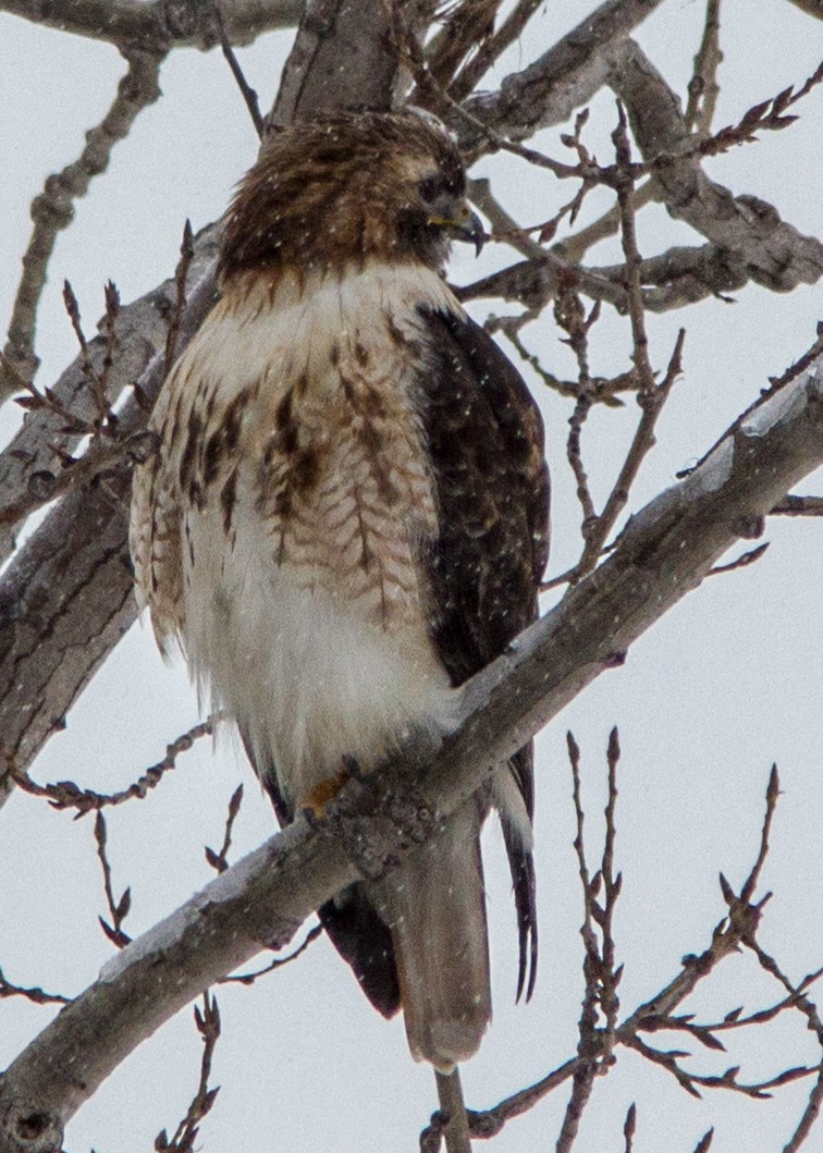 rødstjertvåk - ML107093541