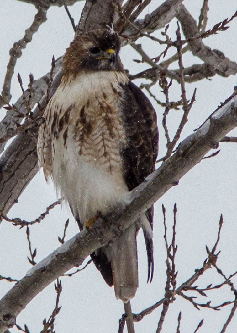 rødstjertvåk - ML107093551