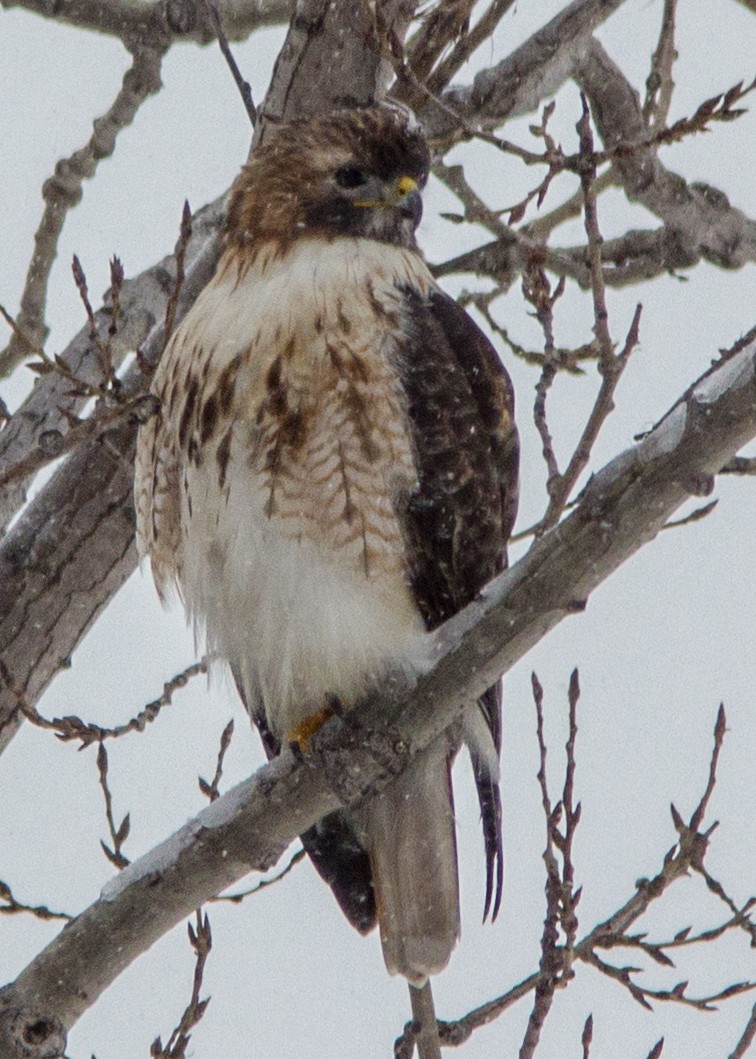 rødstjertvåk - ML107093561