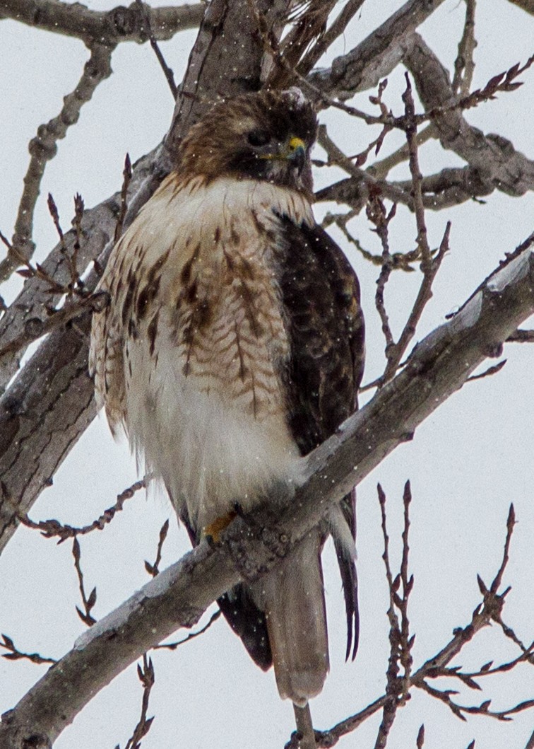 rødstjertvåk - ML107093571