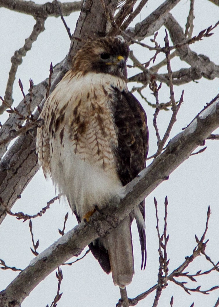 rødstjertvåk - ML107093581