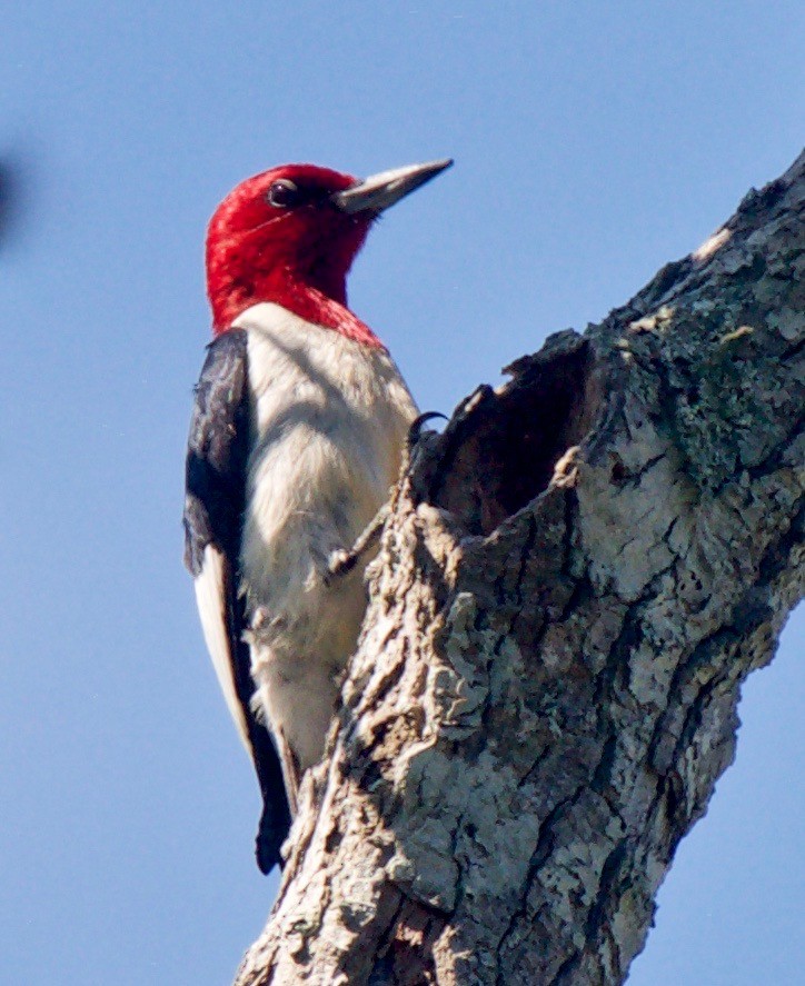 Red-headed Woodpecker - ML107093851