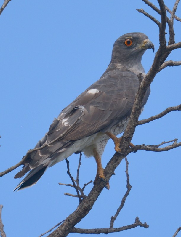 African Cuckoo-Hawk - ML107094541