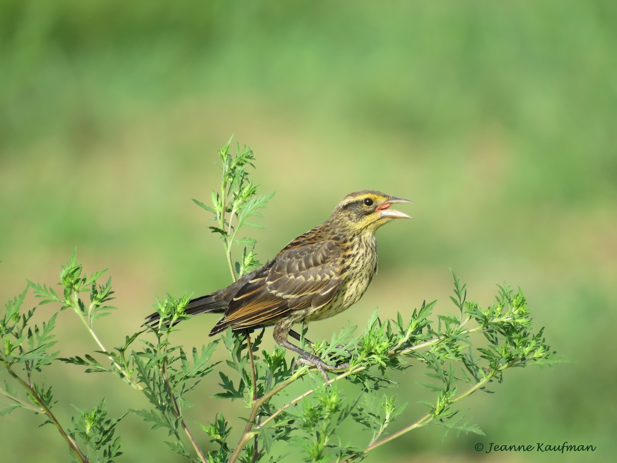 Red-winged Blackbird - ML107094861