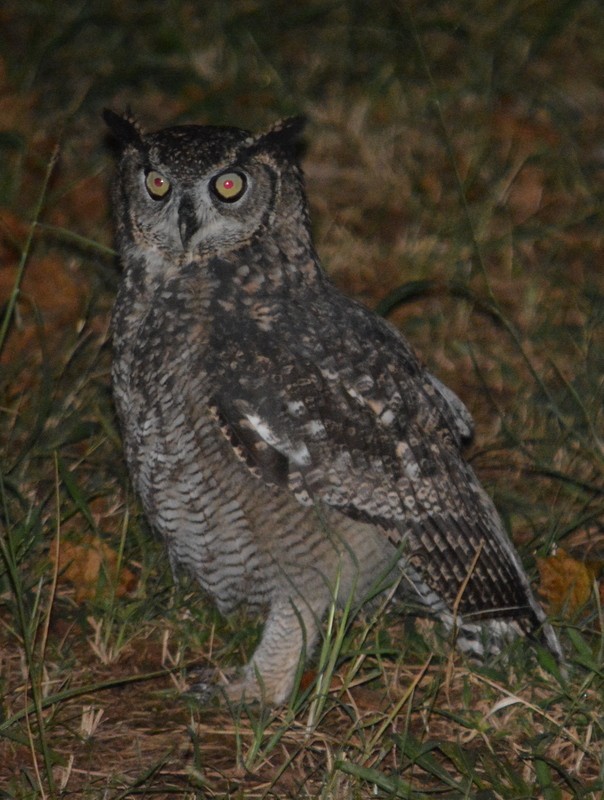 Spotted Eagle-Owl - ML107094871