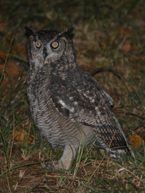 Spotted Eagle-Owl - Simon Tonge