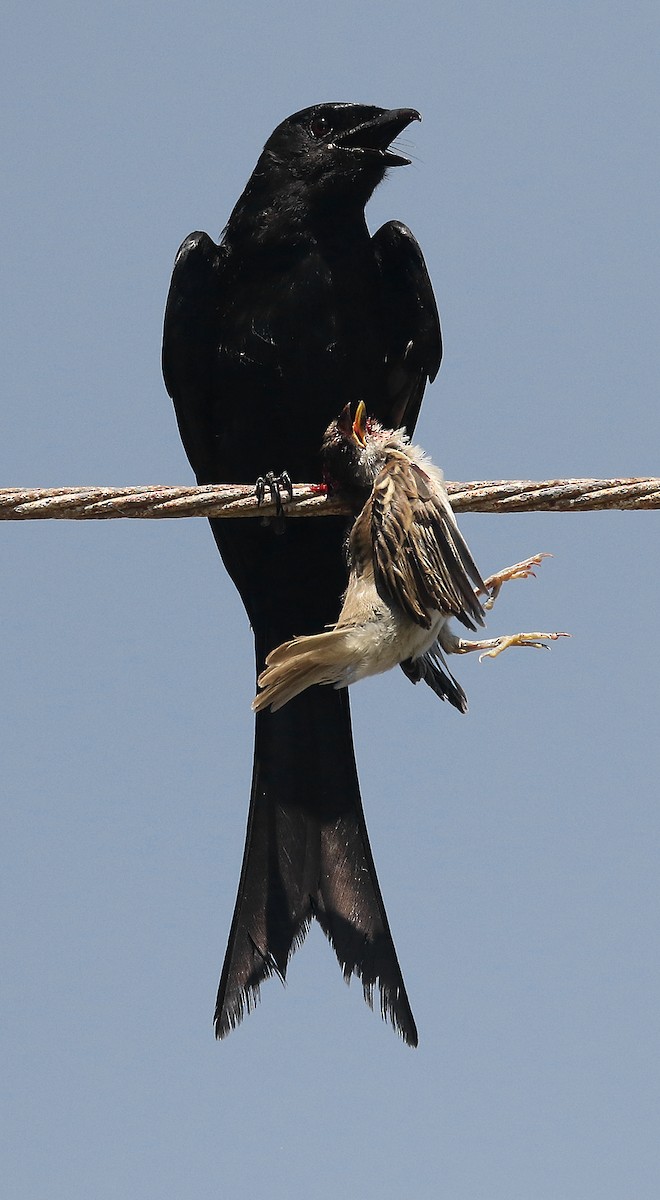 Drongo royal - ML107097201