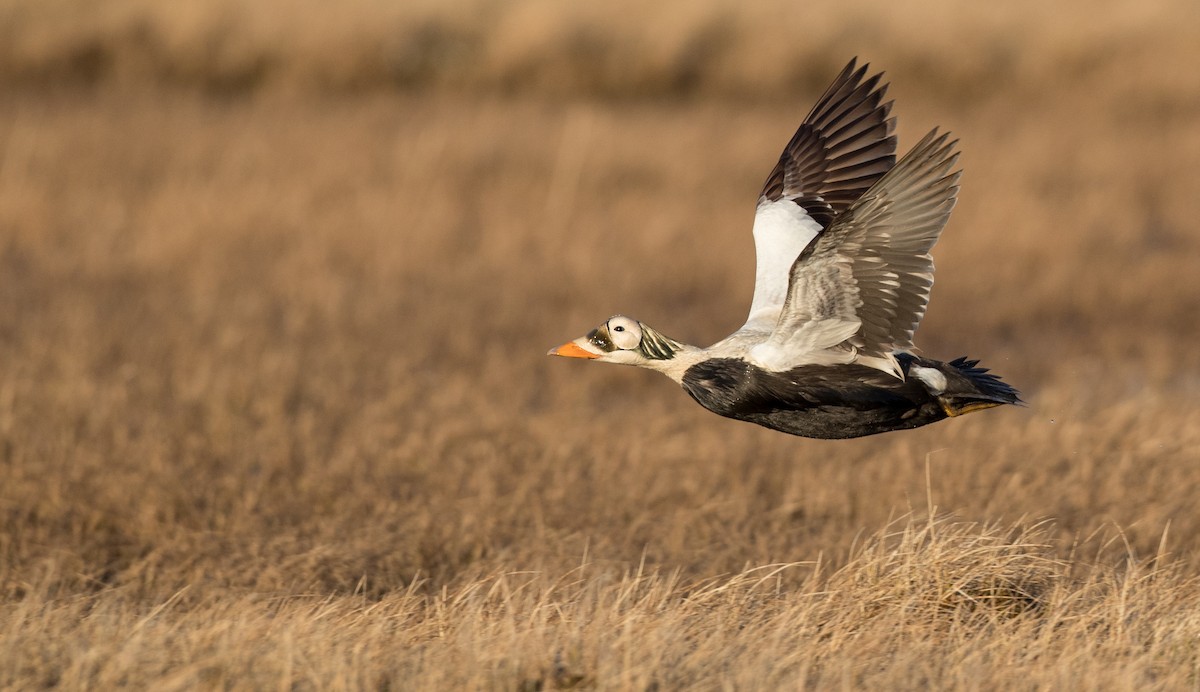 Spectacled Eider - ML107098181