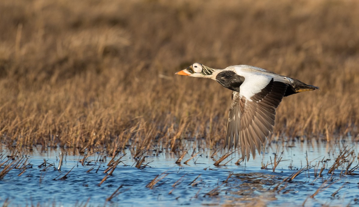 Spectacled Eider - ML107098201