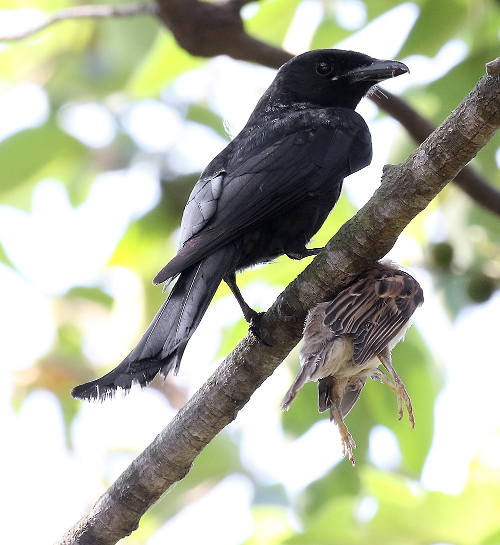 drongo černý - ML107098551