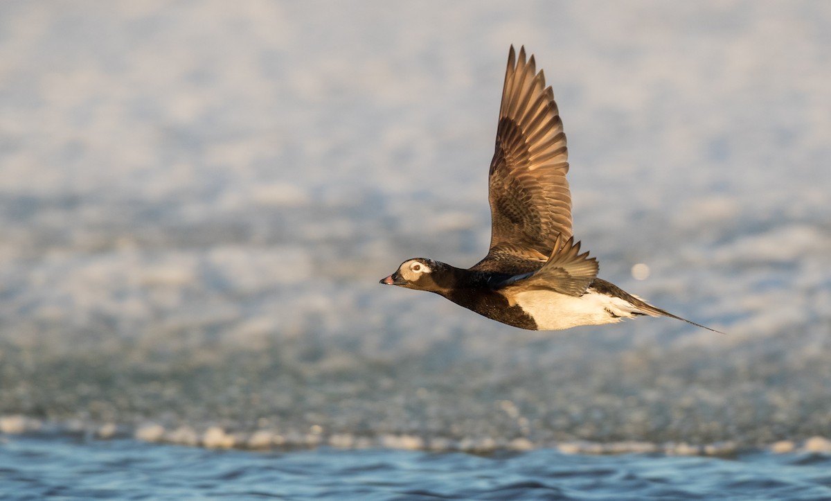 Long-tailed Duck - Ian Davies