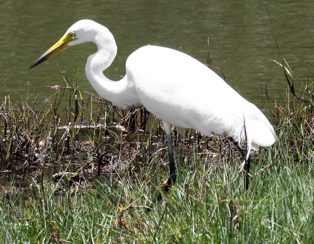 Medium Egret - ML107098821