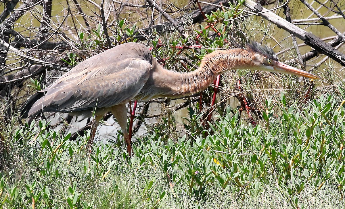 Purple Heron - Ed Thomas