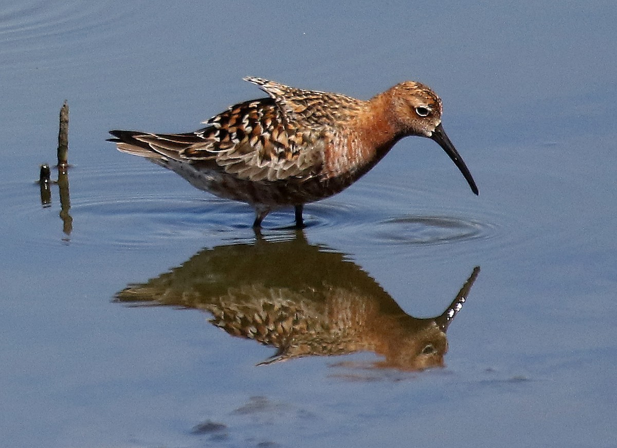 Curlew Sandpiper - ML107099281