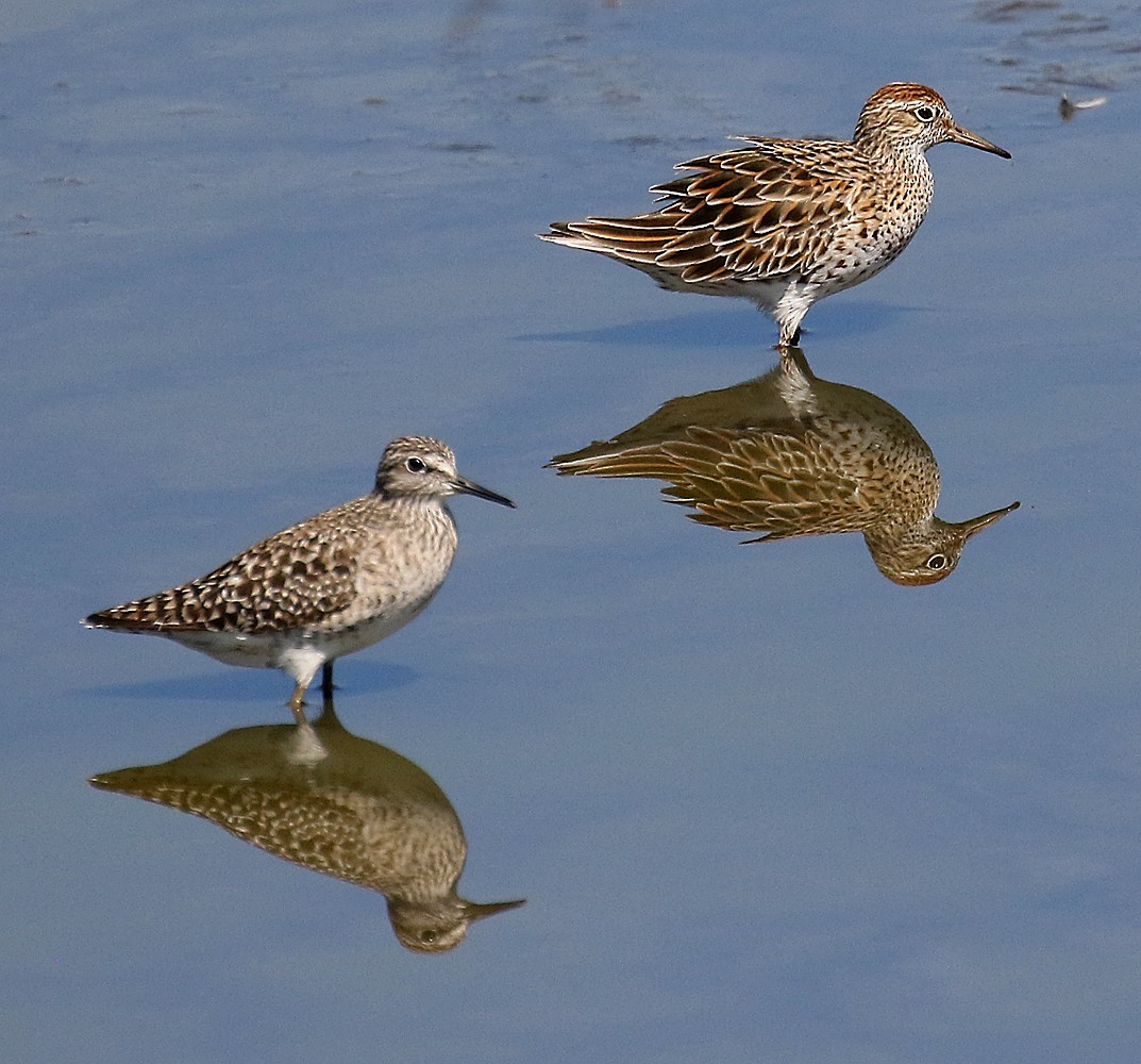 Sharp-tailed Sandpiper - ML107099481