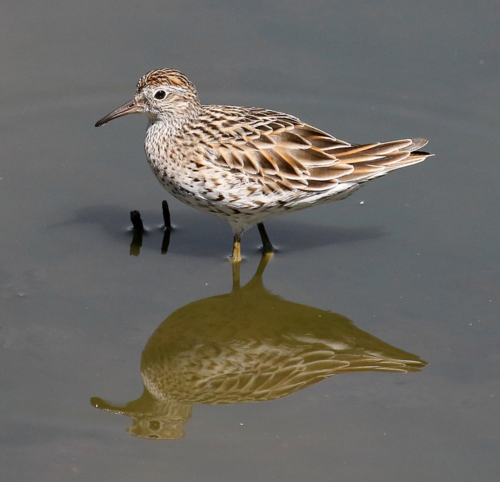 Sharp-tailed Sandpiper - ML107099531