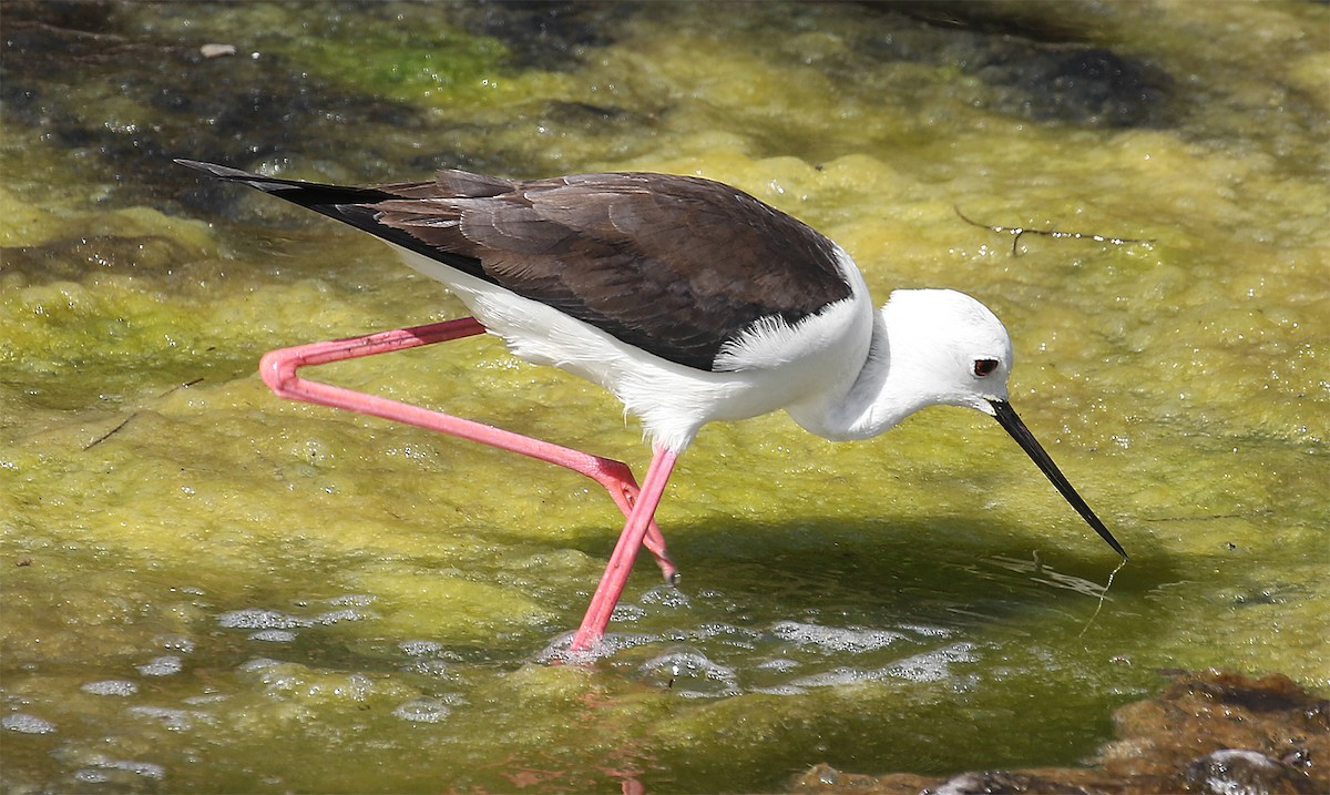 Black-winged Stilt - ML107099811