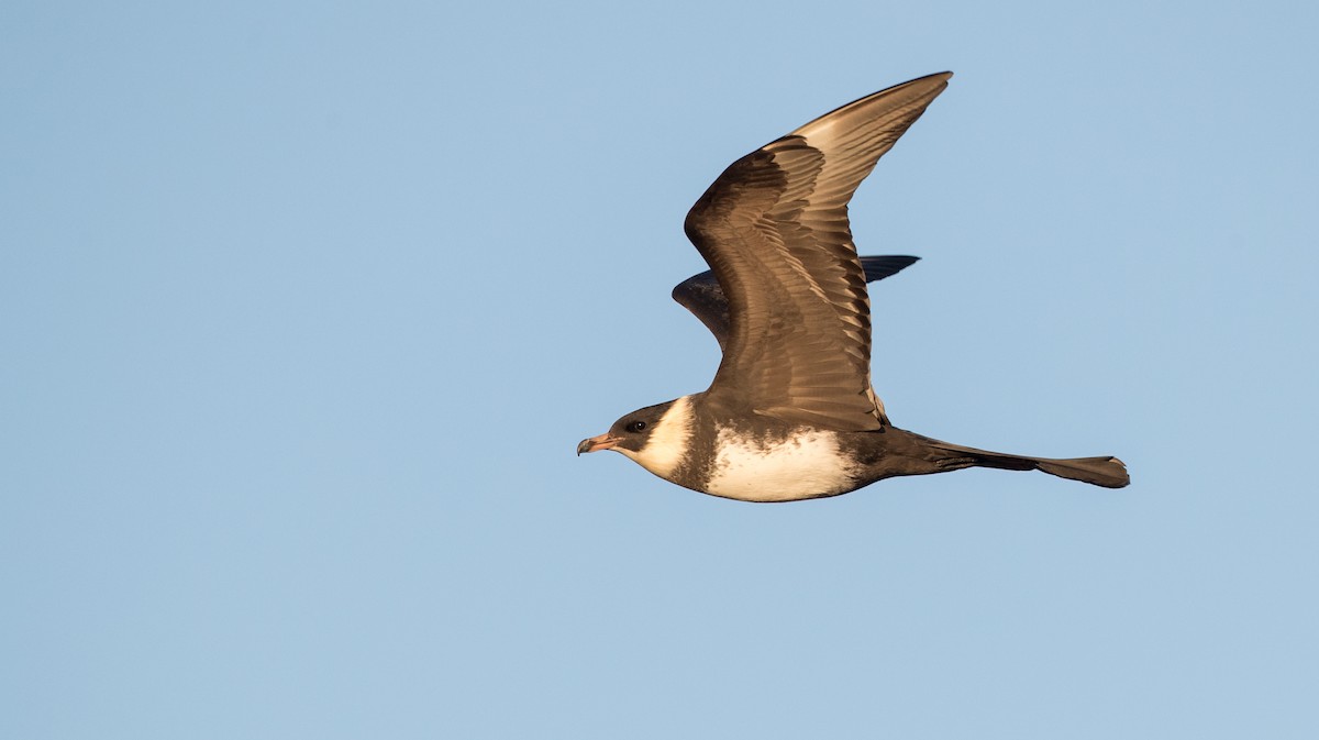 Pomarine Jaeger - Ian Davies
