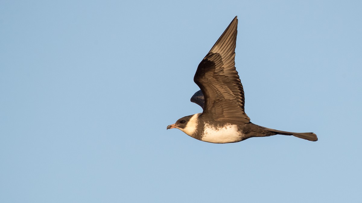 Pomarine Jaeger - ML107100081