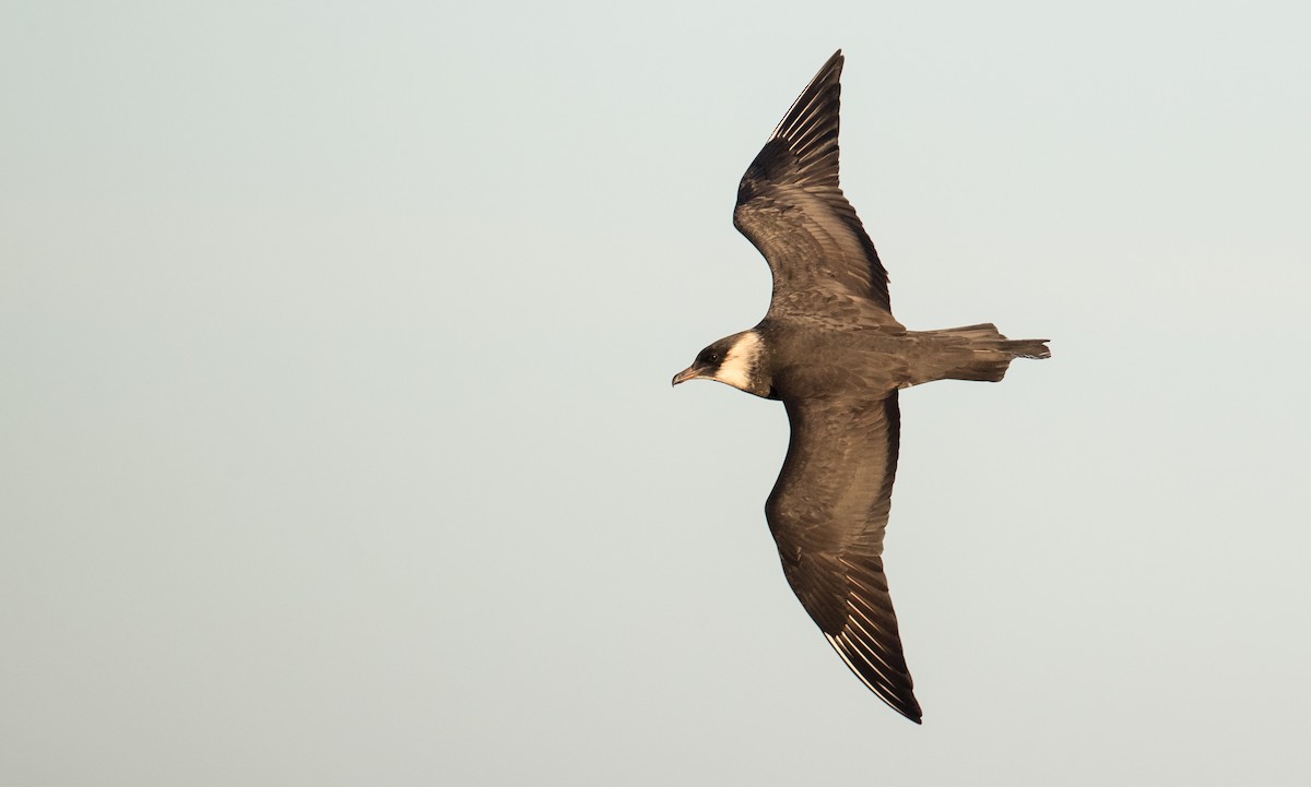 Pomarine Jaeger - ML107100131