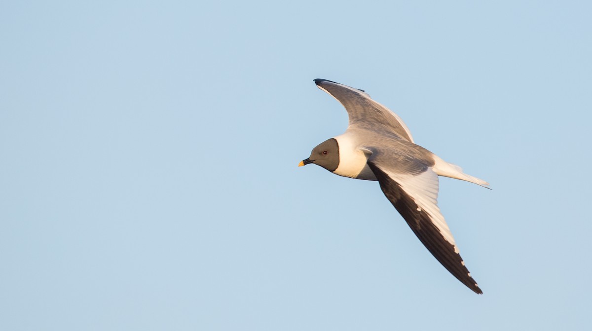 Gaviota de Sabine - ML107100211