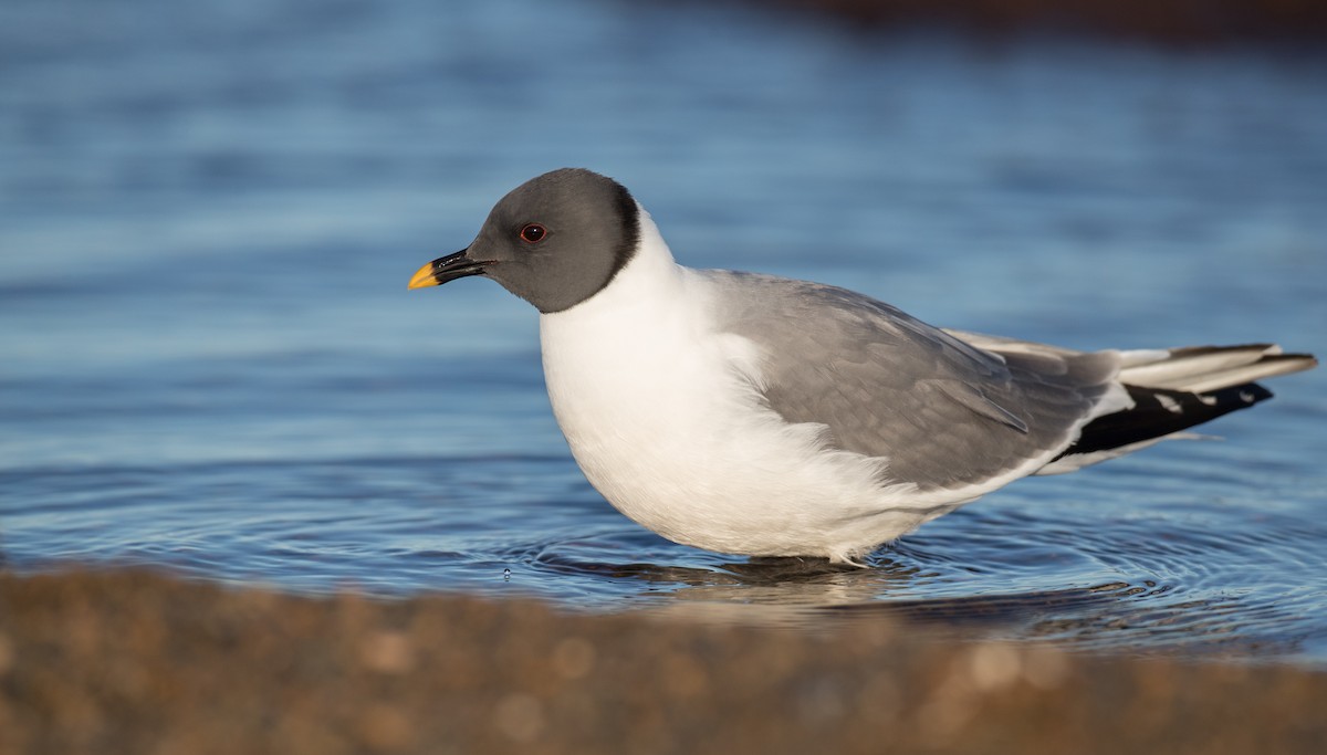 Sabine's Gull - Ian Davies