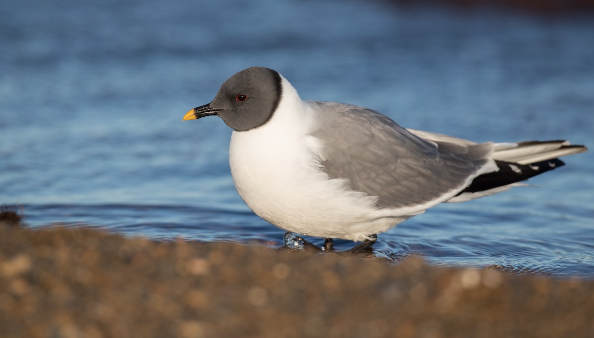 Sabine's Gull - Ian Davies