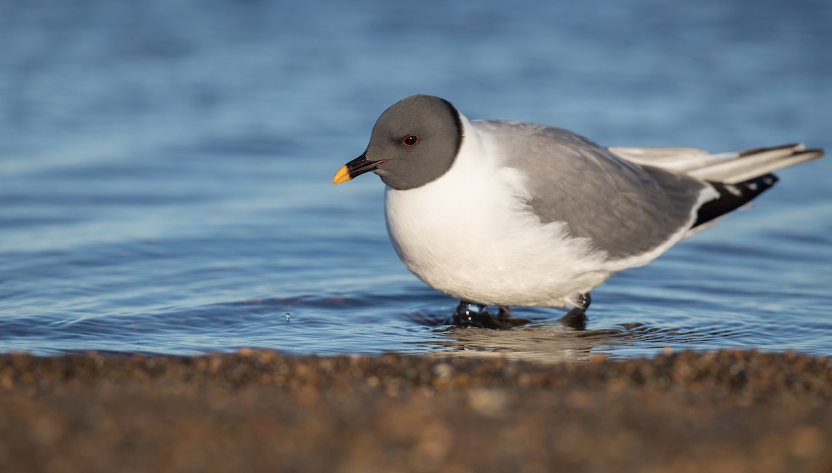 Sabine's Gull - Ian Davies