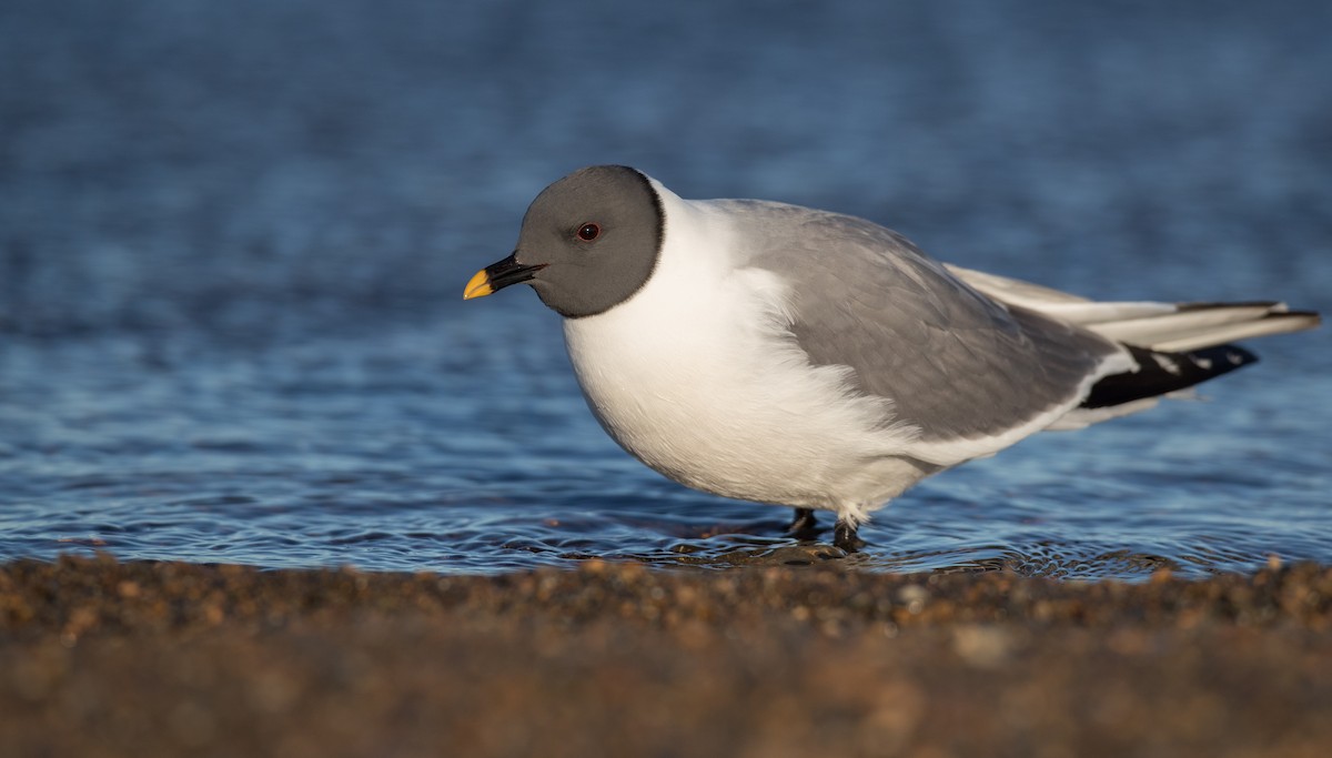 Sabine's Gull - ML107100301