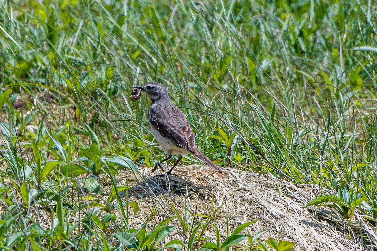 Pipit d'Amérique - ML107101971