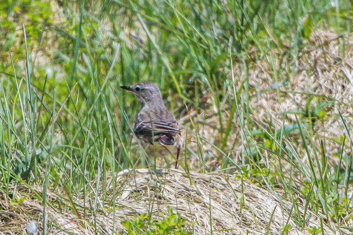 American Pipit - ML107102111