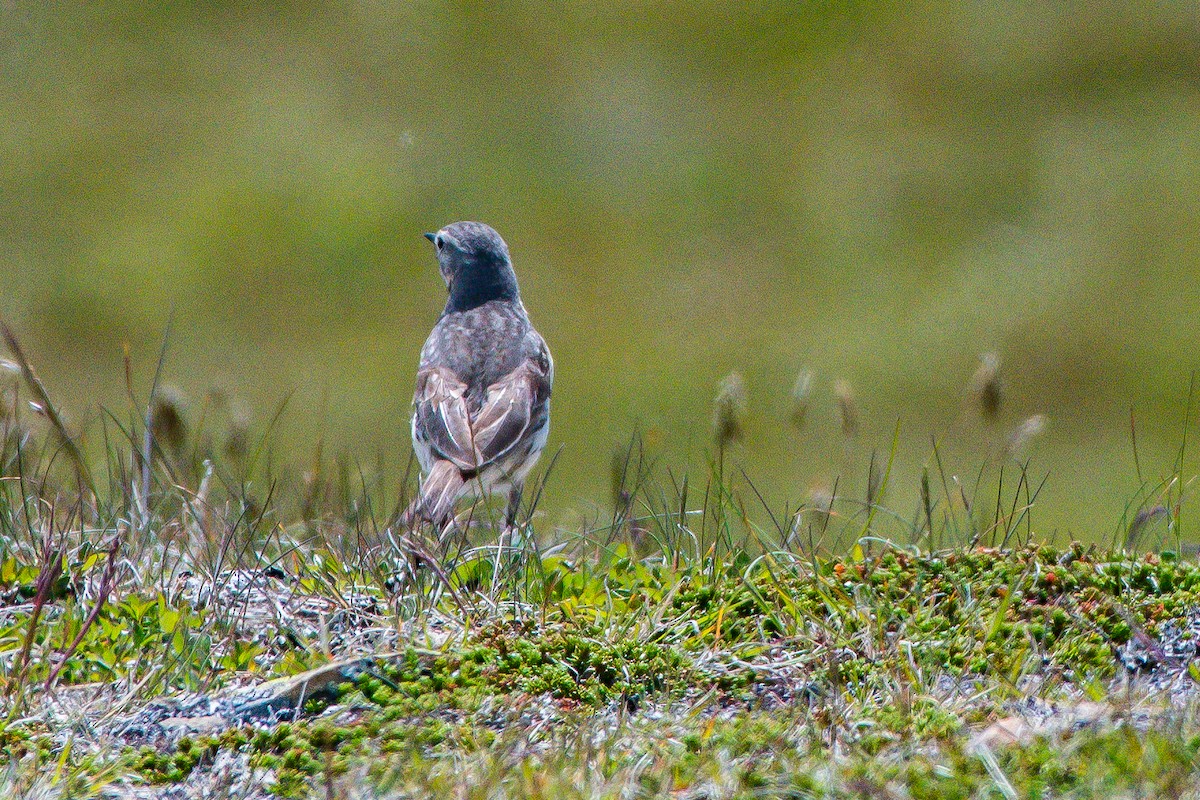 American Pipit - ML107102201