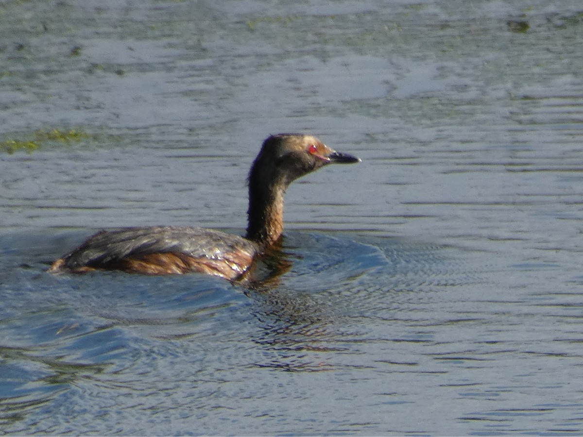 Horned Grebe - ML107102721