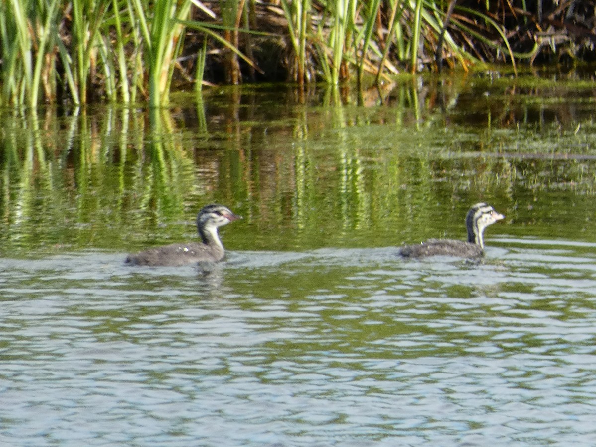 Horned Grebe - ML107102771