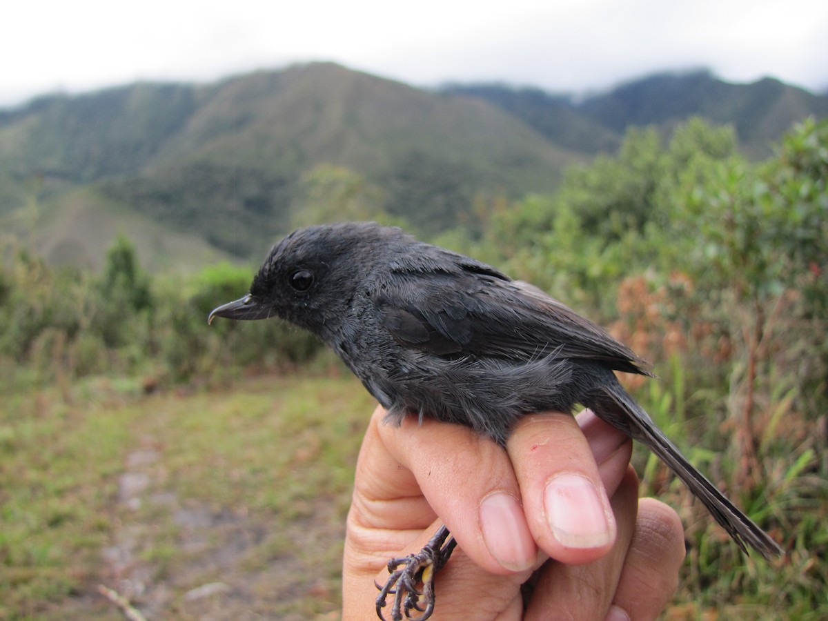 Black Flowerpiercer - ML107104301